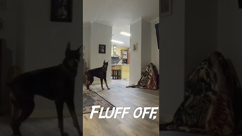 Doberman asks: Where's Daddy?
