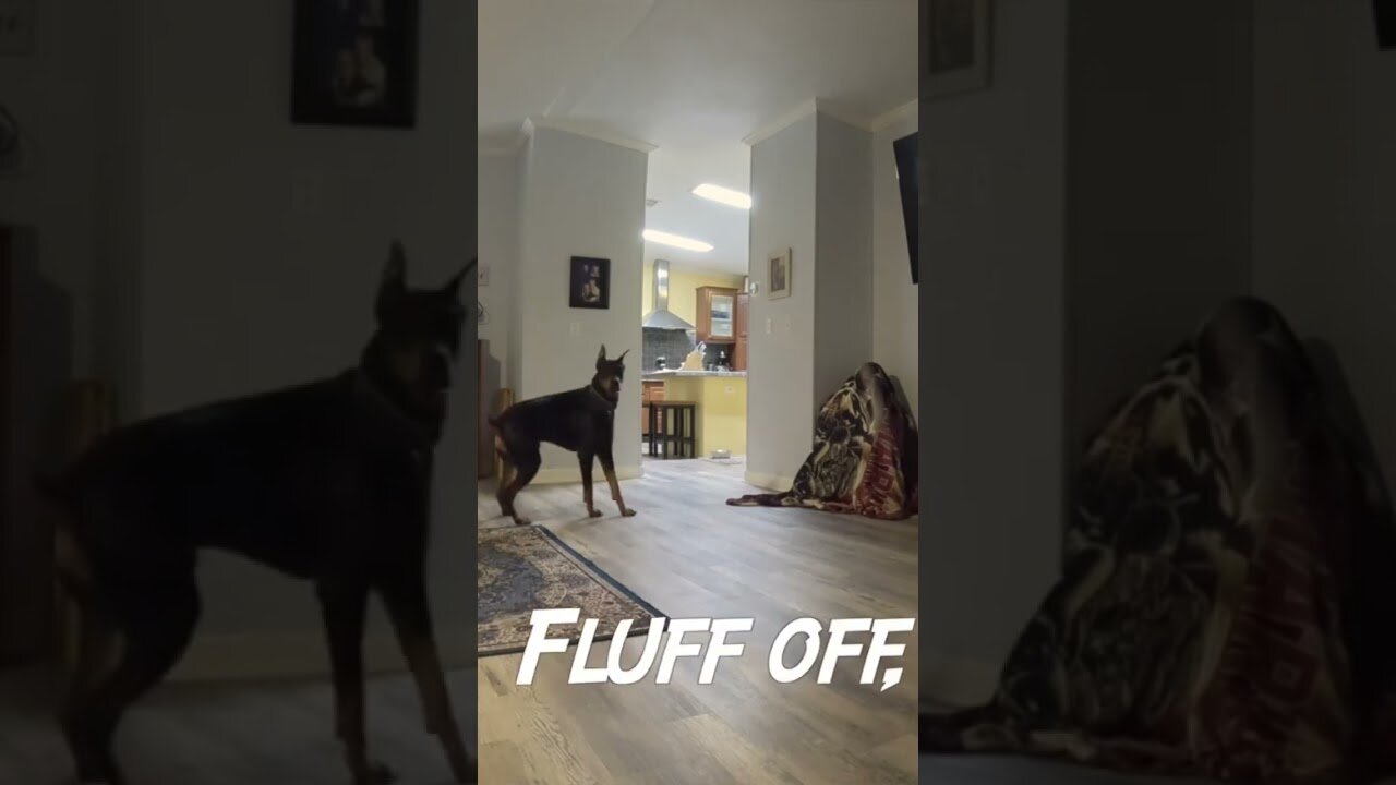 Doberman asks: Where's Daddy?