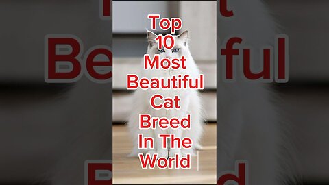Top 10 Most Beautiful Cat Breeds in The World #Cats