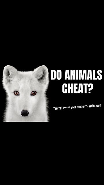 Penguins Have Infidelity Too!