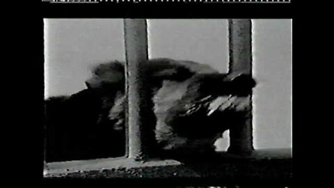 Discharge - Ain't No Feeble Bastard