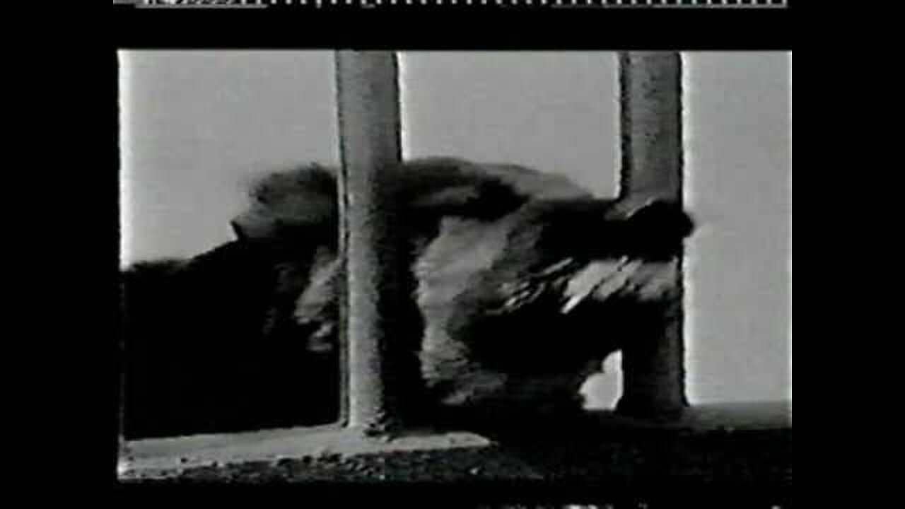 Discharge - Ain't No Feeble Bastard