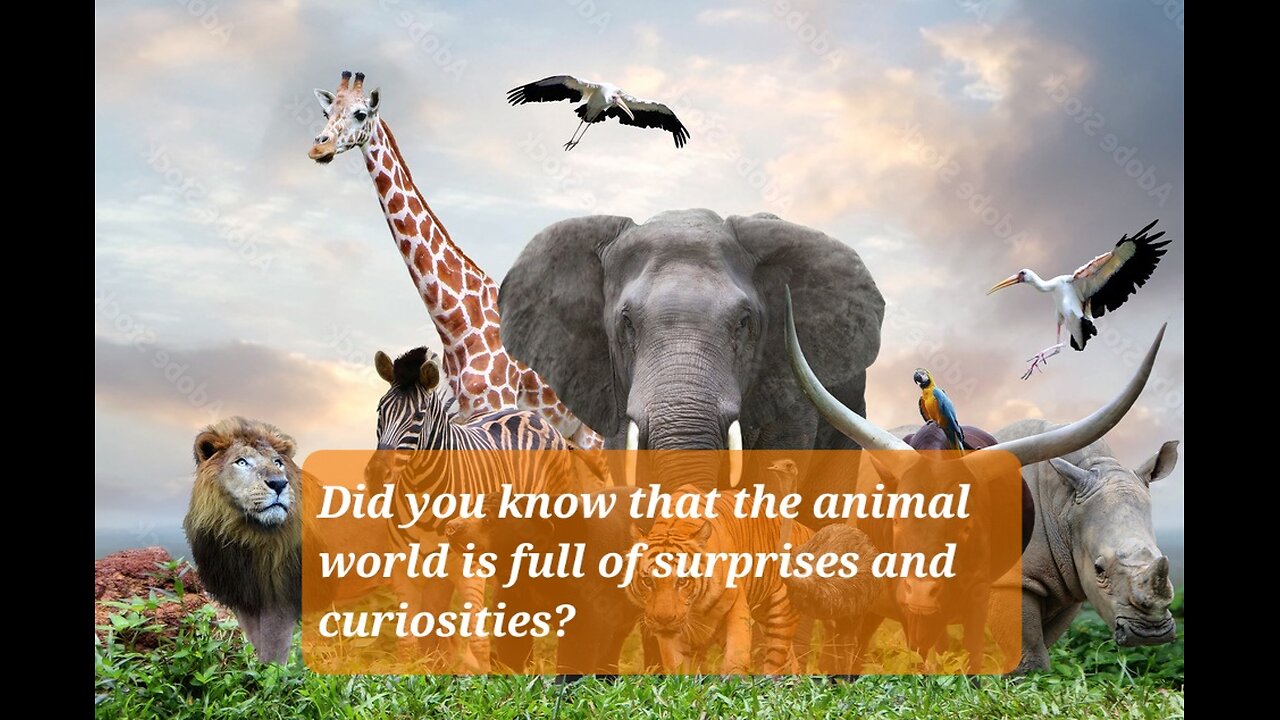 Did you know that the animal world is full of surprises and curiosities?
