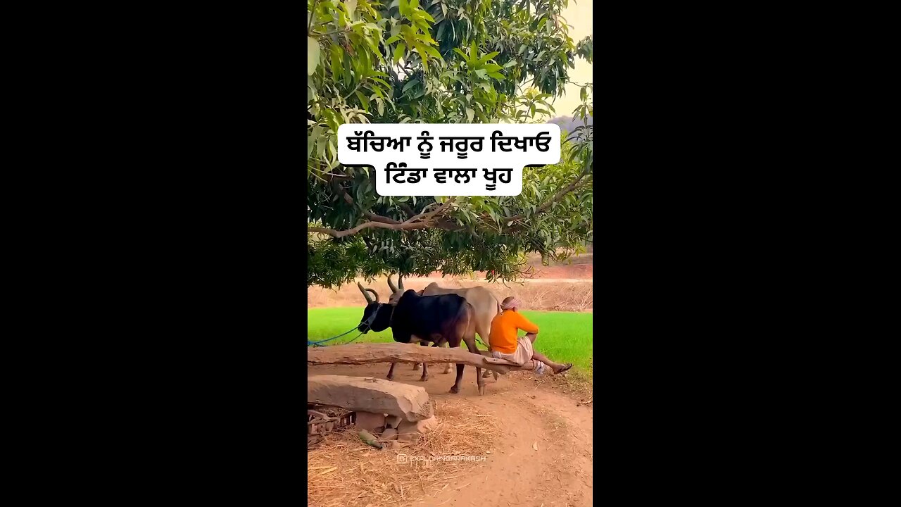 satisfying Video