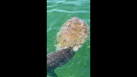 shark eating turtle