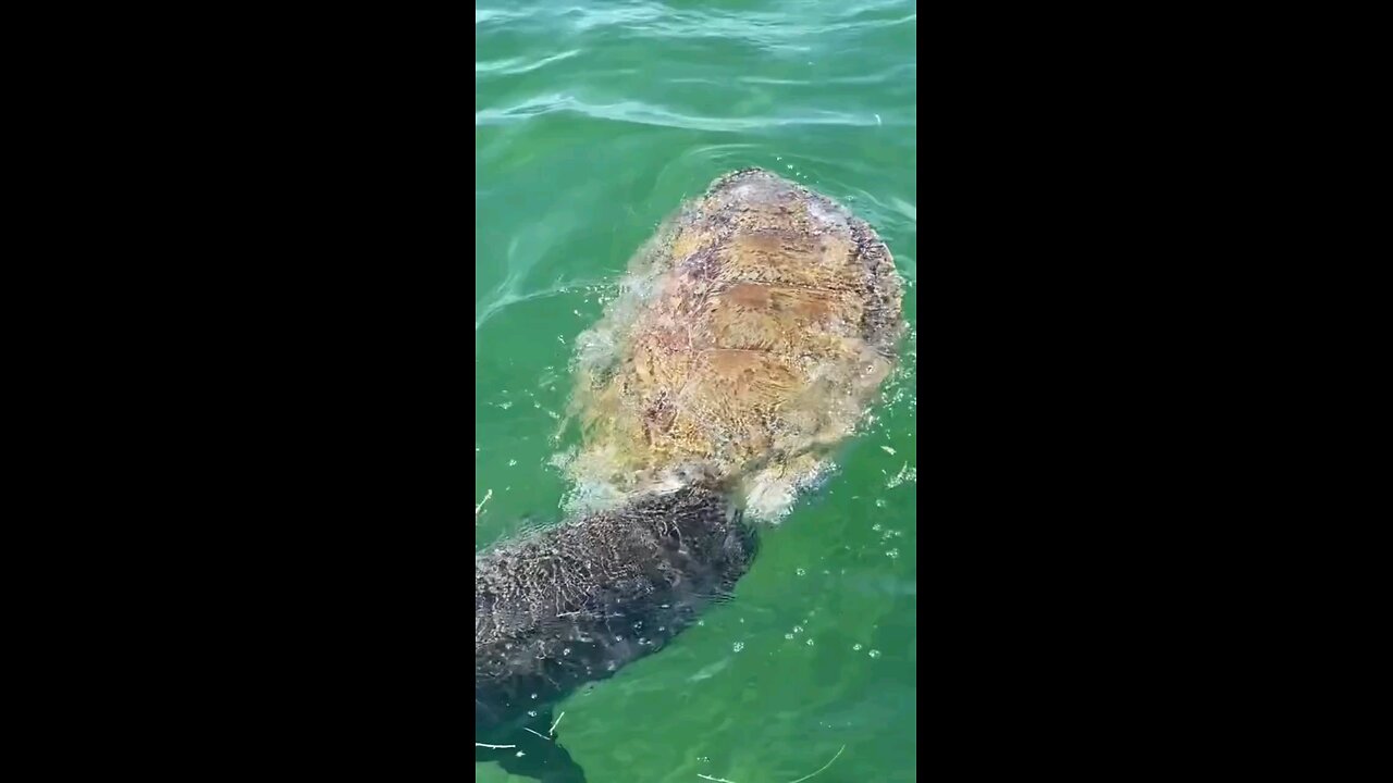 shark eating turtle