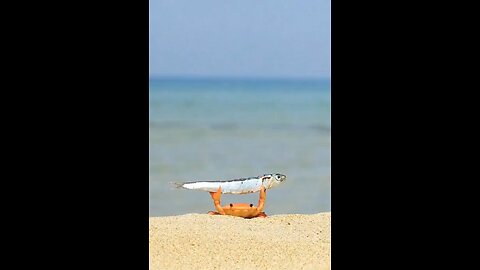 Crab Athlete: Lifting the Sea Trophy! 🦀 #Crab #Athlete #Trophy #Sea