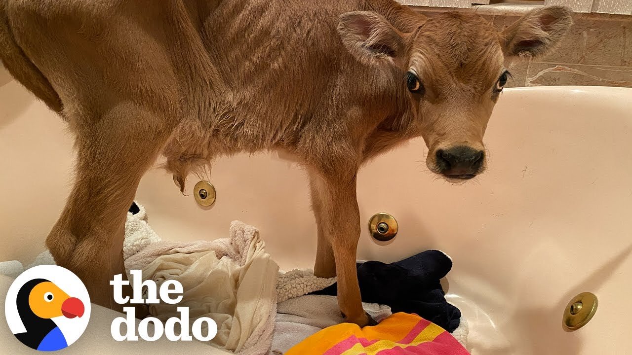 Skin And Bones Calf Who Looked Like He Was Crying Is SO Happy Now | The Dodo