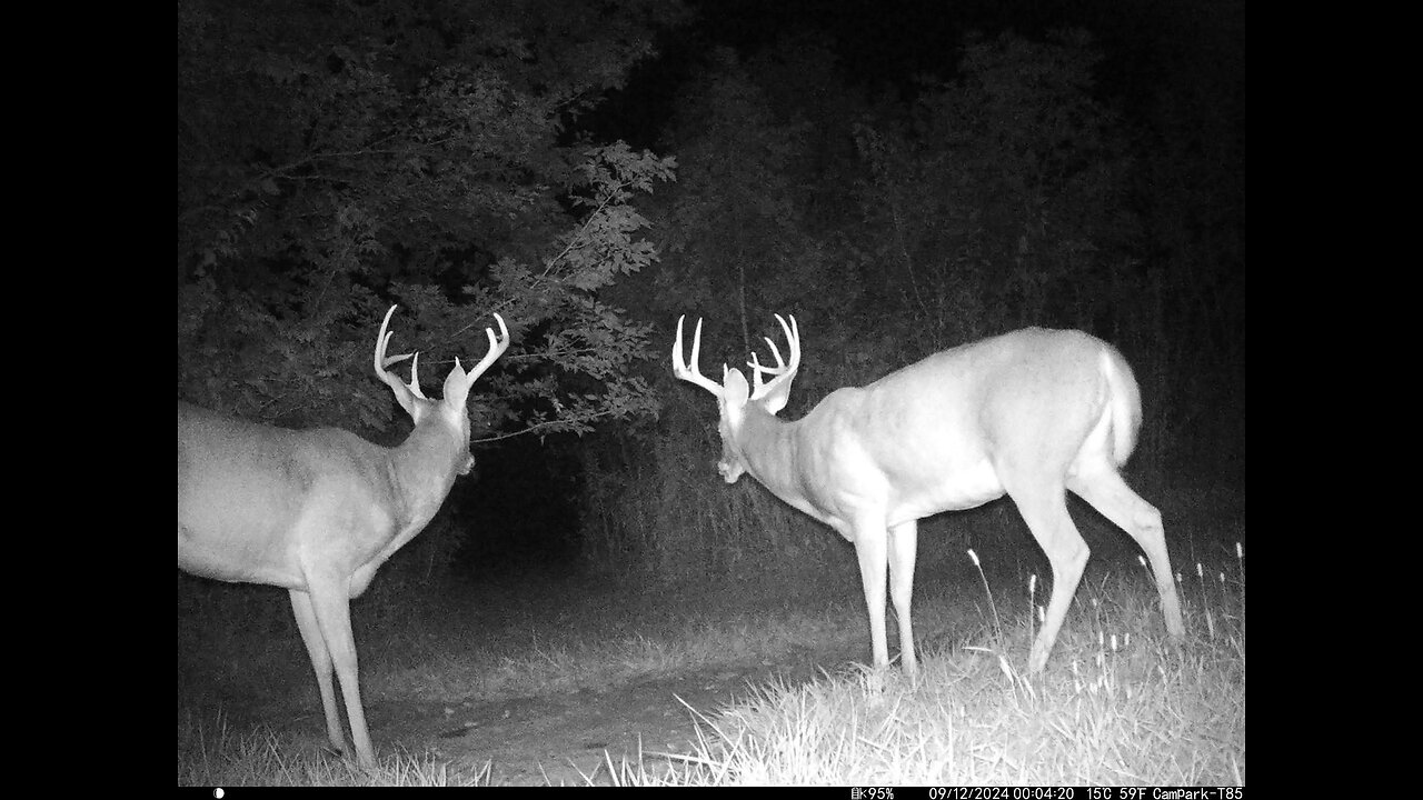 Deer Cam Various Photos And Videos Of The Odd And Unusual Captured By Game Cam Trail Camera