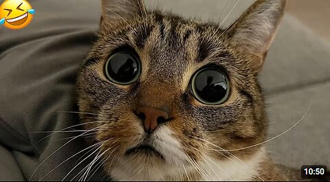 Funny animal videos 2025 - Funny cats/dogs - Funny animals