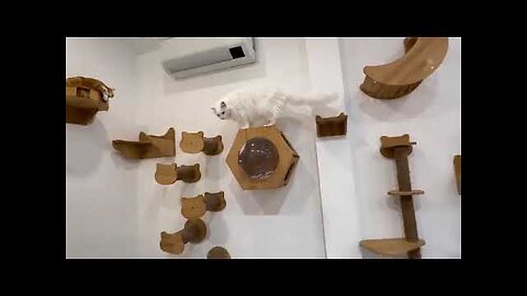 MORE FUNNY CATS