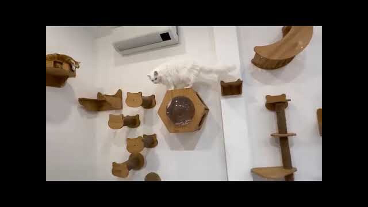 MORE FUNNY CATS