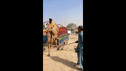 animal camel animal camel
