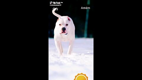 Dog Dog cachorro cachorro