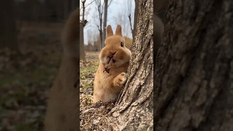 The little rabbit eats the leaves and it is crunchy. Cute pet debut plan. Rabbit. Rural cute pet