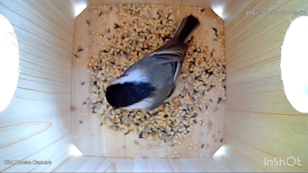 Birdhouse Camera - Set Up