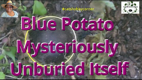 Blue Potato Mysteriously Unburied Itself - #catshobbycorner #potato