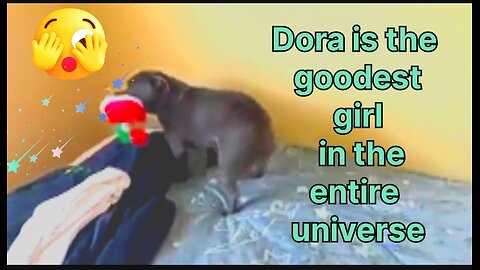 Dora is the goodest girl in the entire universe