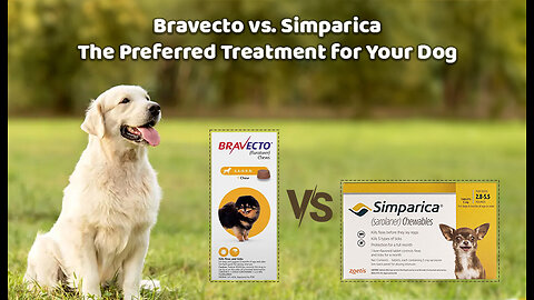 Bravecto vs. Simparica – The Preferred Treatment for Your Dog