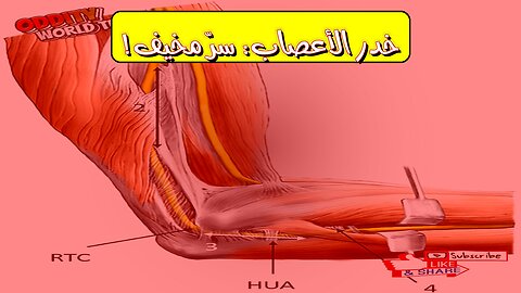 Numbness Explained: The Surprising Nerve Science #Nerves #Neuroscience