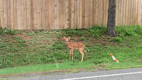 Hudson Valley Deers (Orange County, New York)