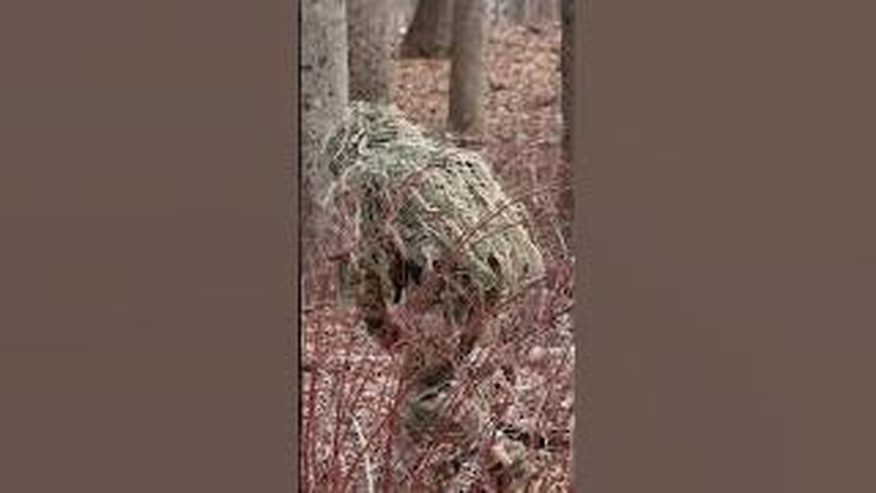 QUIETLY TIMBER TRAVELING