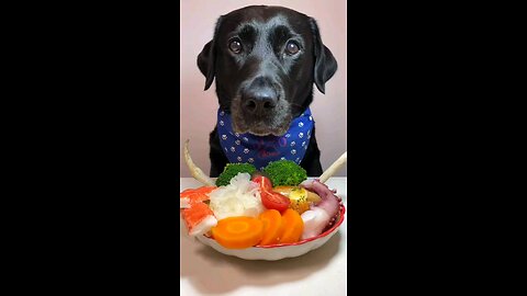 Dog Eating 🐕