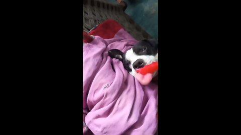 Dog 🐕 funny video 😂
