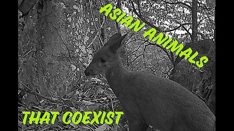 Asian Animals That Coexist--Dwarf Musk Deer