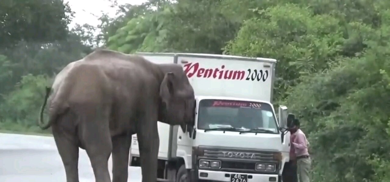 Elephant attacks truck on forest road.
