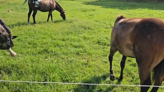 ♥️🐎♥️Baby love!♥️🐎♥️