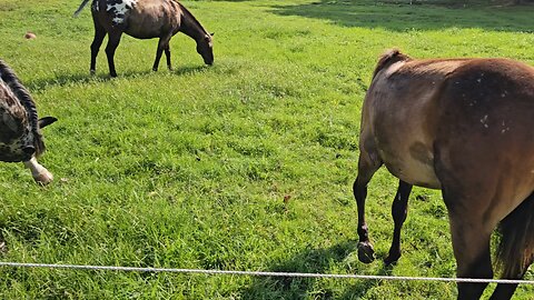 ♥️🐎♥️Baby love!♥️🐎♥️