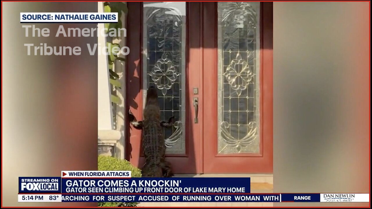 Florida Doorbell Camera Footage Captures Massive Alligator “Knocking” On Front Door