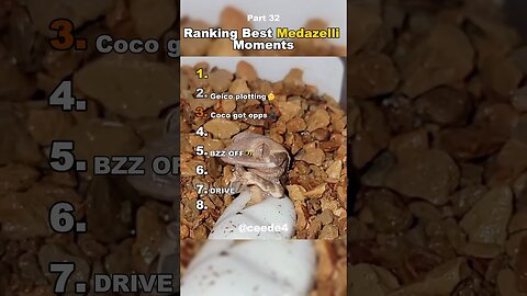 Funniest Medazelli#ranking #medazelli #tiktok