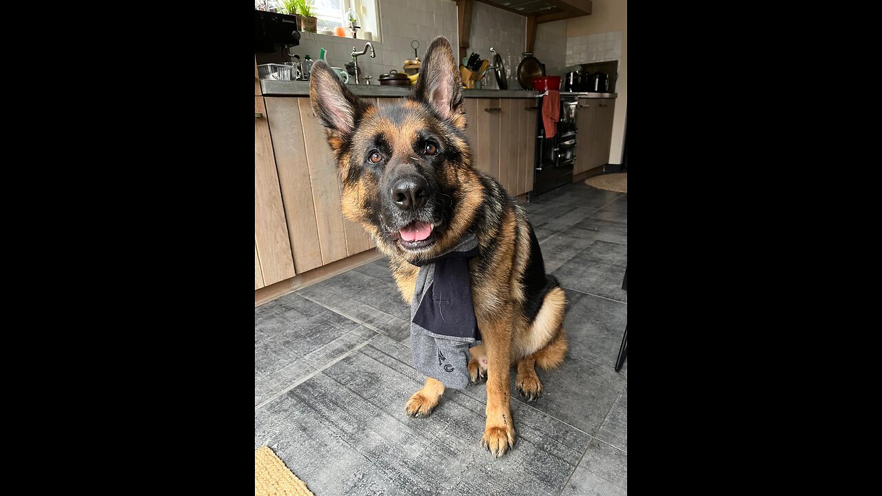 ALL THE KINGS TYRANTS ~ Dr. Monica Marcu