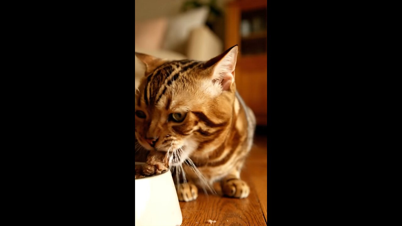 Cat Eats Like a Human! 😹