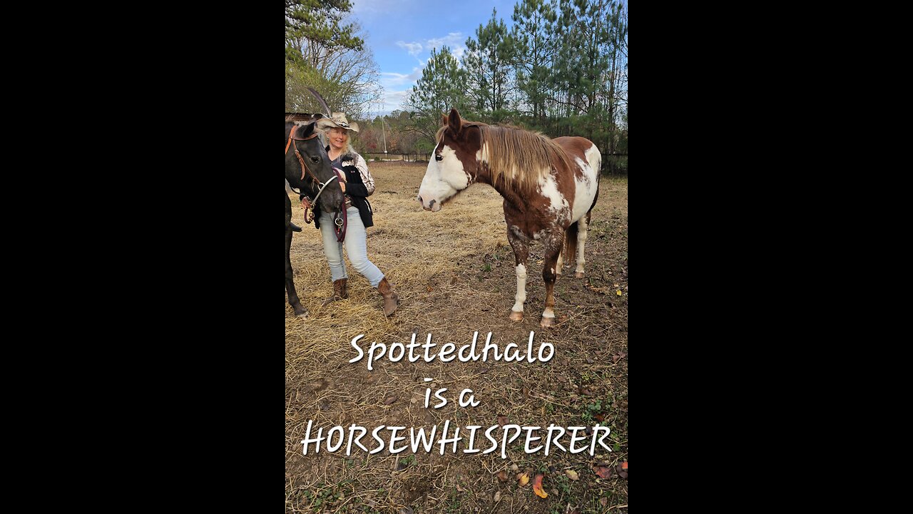 Spottedhalo♥️🐎HORSEWHISPERER!🐎♥️