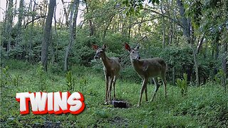 NEW - Young twin bucks!