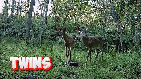 NEW - Young twin bucks!