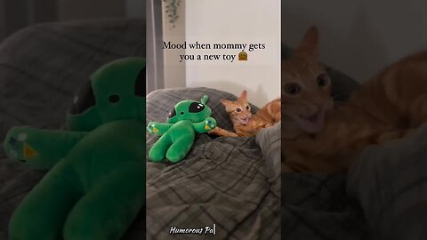 Whiskers & Wonders: Comedy Clips! 🐾😂