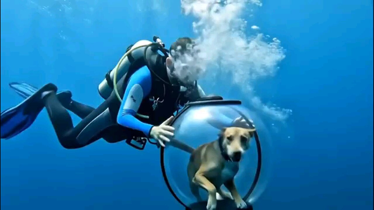 Watch the dog inside the seaside bubble.