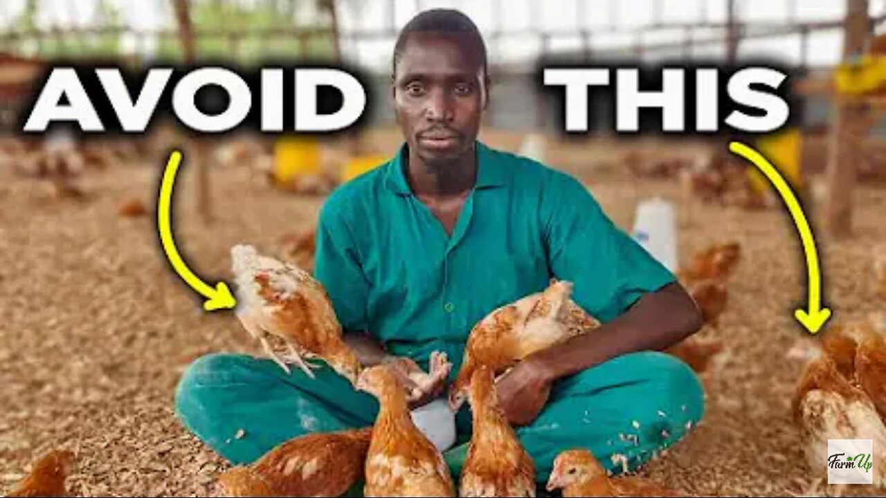 This is How my Chickens NEVER Get Sick.