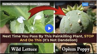 The Most Powerful Painkiller (Similar to Morphine)