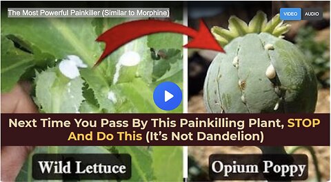 The Most Powerful Painkiller (Similar to Morphine)
