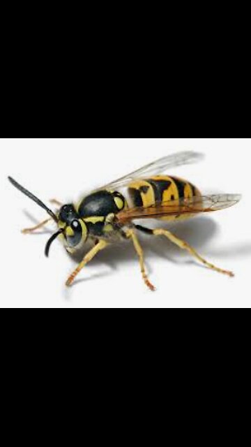 What Has Happened to Yellowjacket?