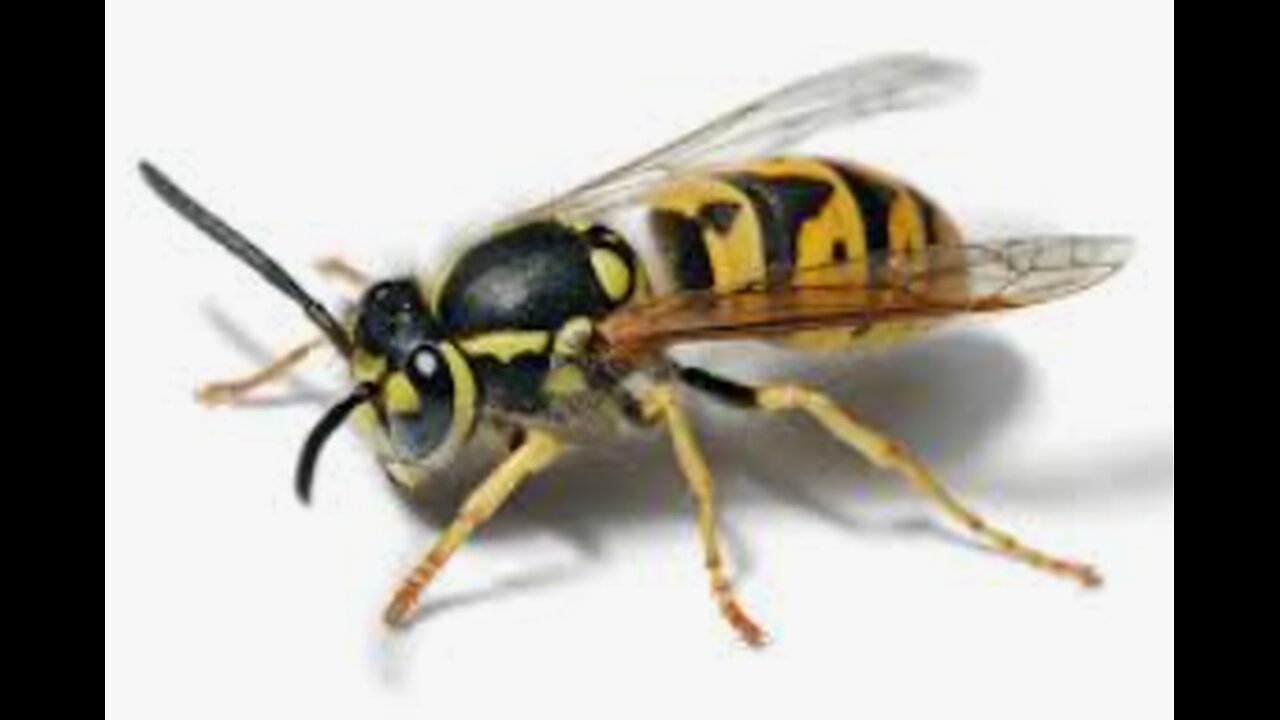What Has Happened to Yellowjacket?