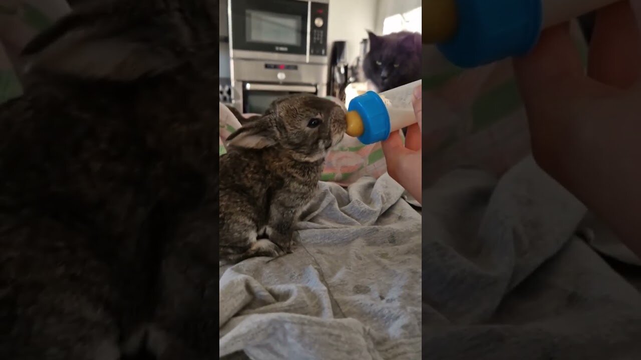 The guy saved the rabbit from the sewers and took shelter