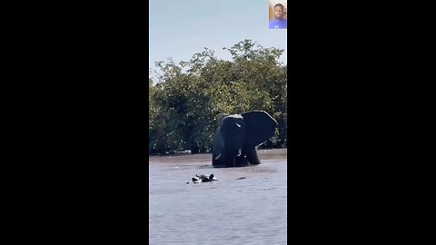 what happens when an elephant comes face to face with a Hippo
