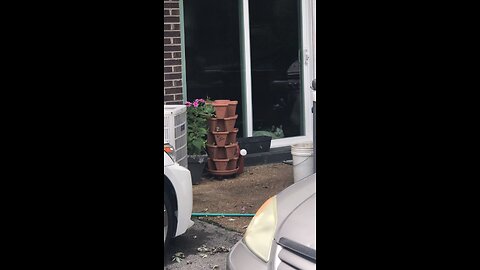 The sweetest Cat ever