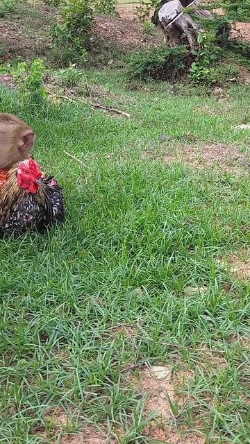 Amazing Best SokYalla, OG, Pao & Mom Are Famous Job Best SokYaa, OG, Pao & Mom Are Famous Around